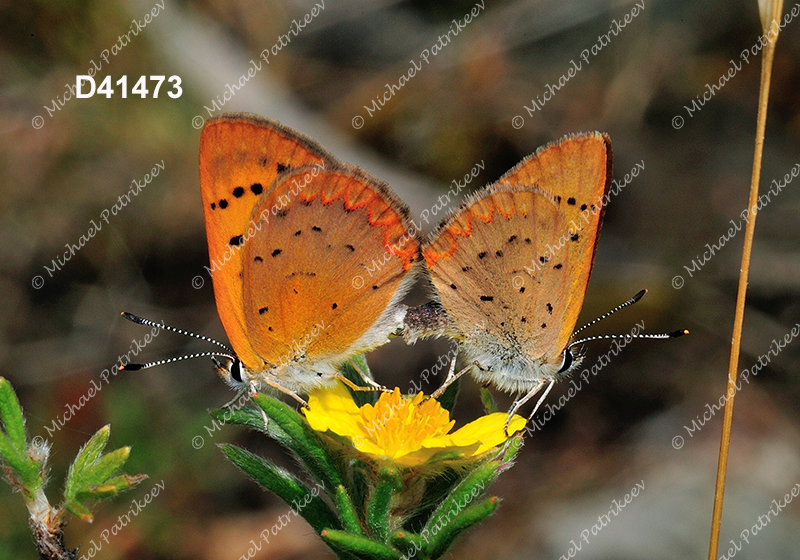 Dorcas Copper (Lycaena dorcas)